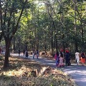 The Right Brain Healing Walk, Dandeli